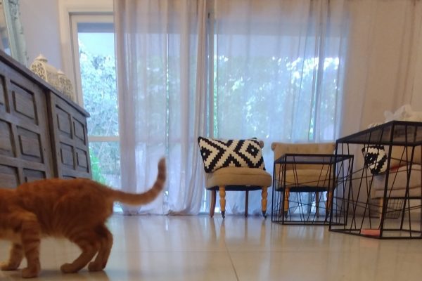 קובץ קל חתול בבית שלי